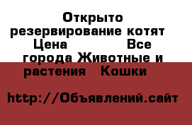 Открыто резервирование котят › Цена ­ 15 000 - Все города Животные и растения » Кошки   